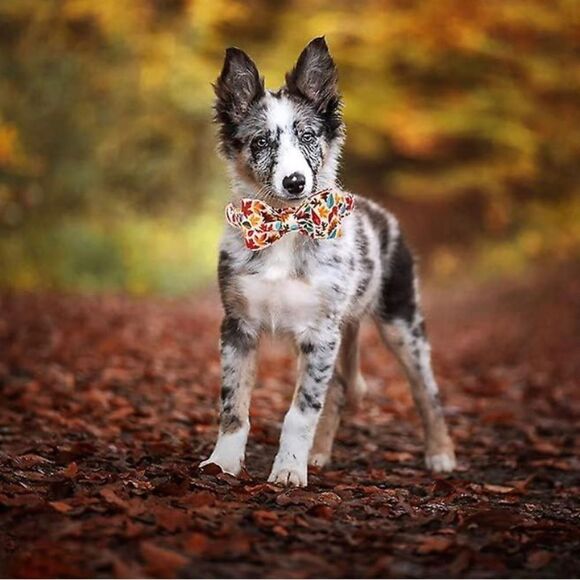 FALL Dog collar & bow tie for males or females adjustable - Picture 1 of 12